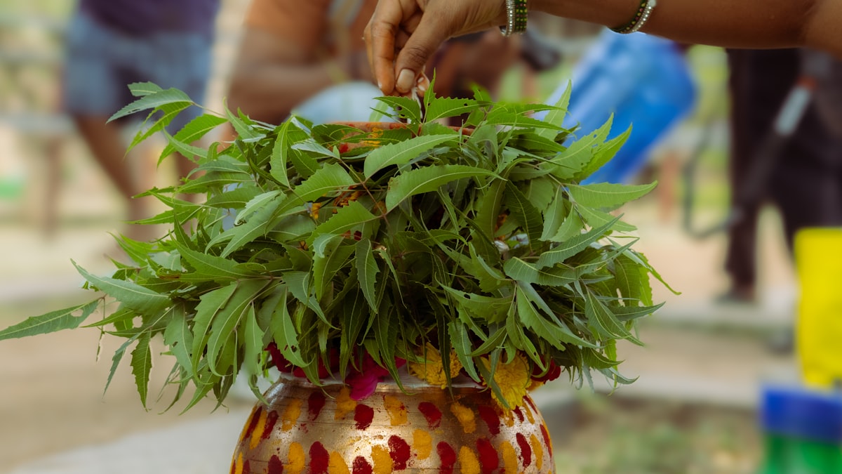 Botanical knowledge and plant wisdom